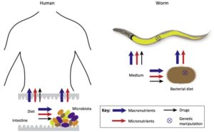 Yilmaz, S Trends Genet. 2014 Aug 26. pii: S0168-9525(14)00123-1. Worms, bacteria, and micronutrients: an elegant model of our diet.