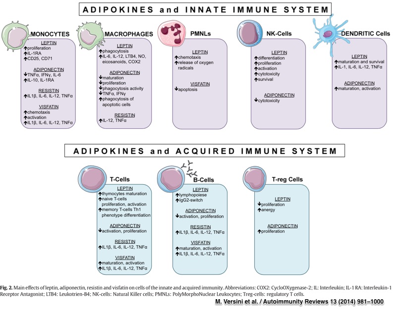 Obesity in autoimmune diseases: Not a passive bystander. M. Versini et al. / Autoimmunity Reviews 13 (2014) 981–1000