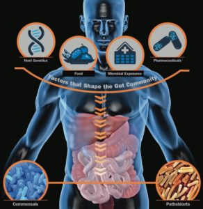 The Environment Within: Exploring the Role of the Gut Microbiome in Health and Disease. http://ehp.niehs.nih.gov/121-a276/