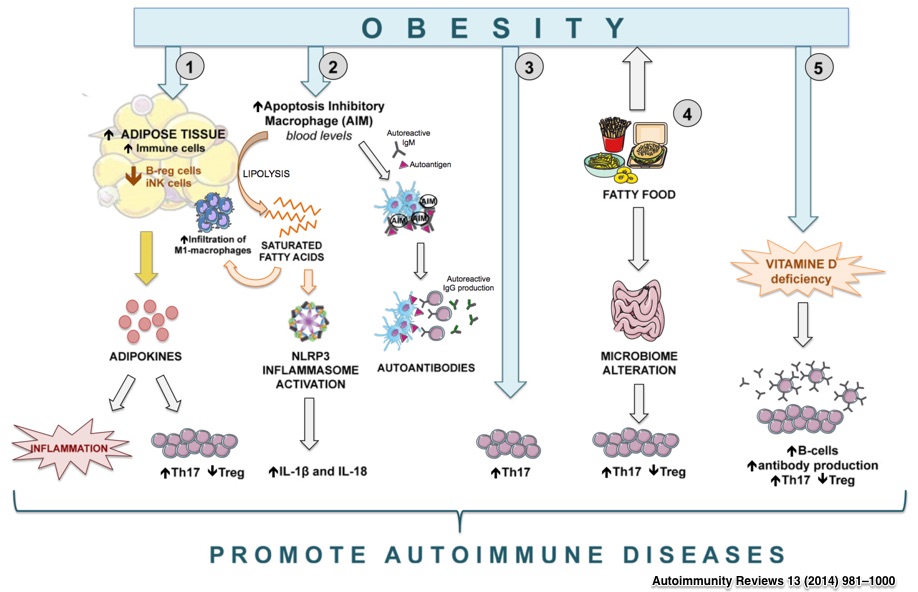 Obesity in autoimmune diseases: Not a passive bystander