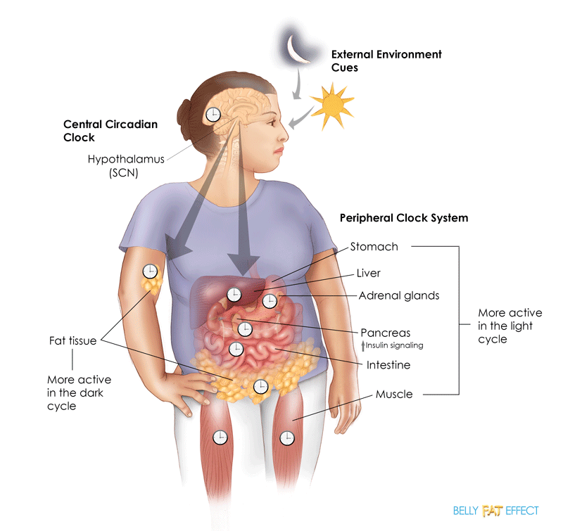 The circadian clock system and your metabolism Belly Fat Effect by Mike Mutzel