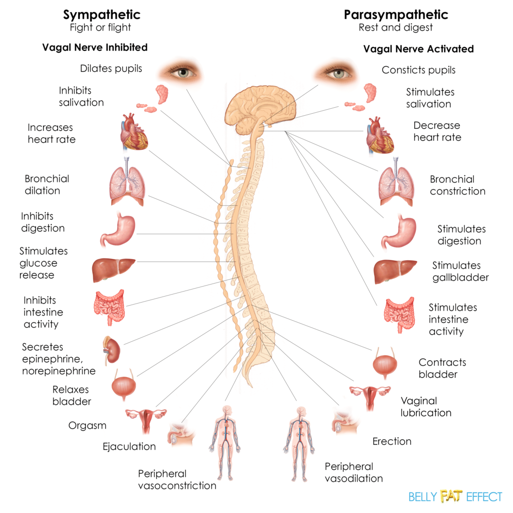 OVERVIEW OF THE AUTONOMIC NERVOUS SYSTEM