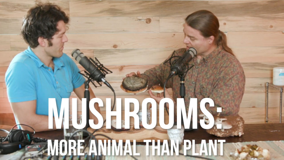 Mushrooms: More Animal than Plant w/ Daniel winkler