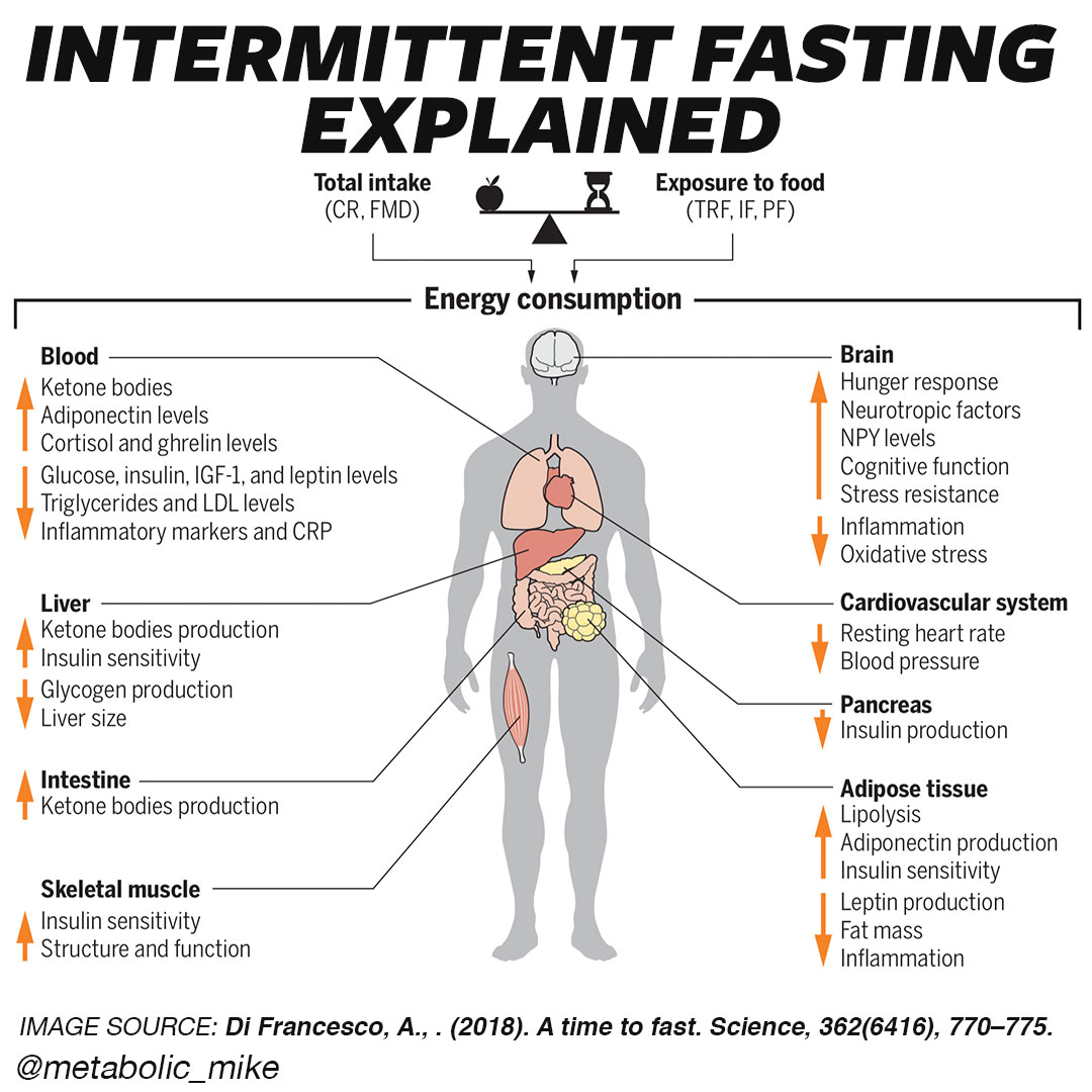 Alternate-day fasting and metabolic rate