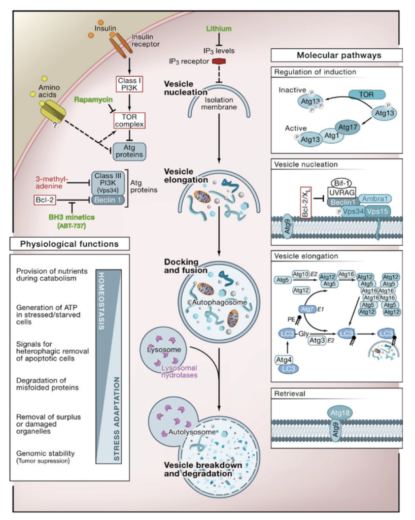 Autophagy, Fasting and the Ketogenic Diet: Science and Updates - High ...