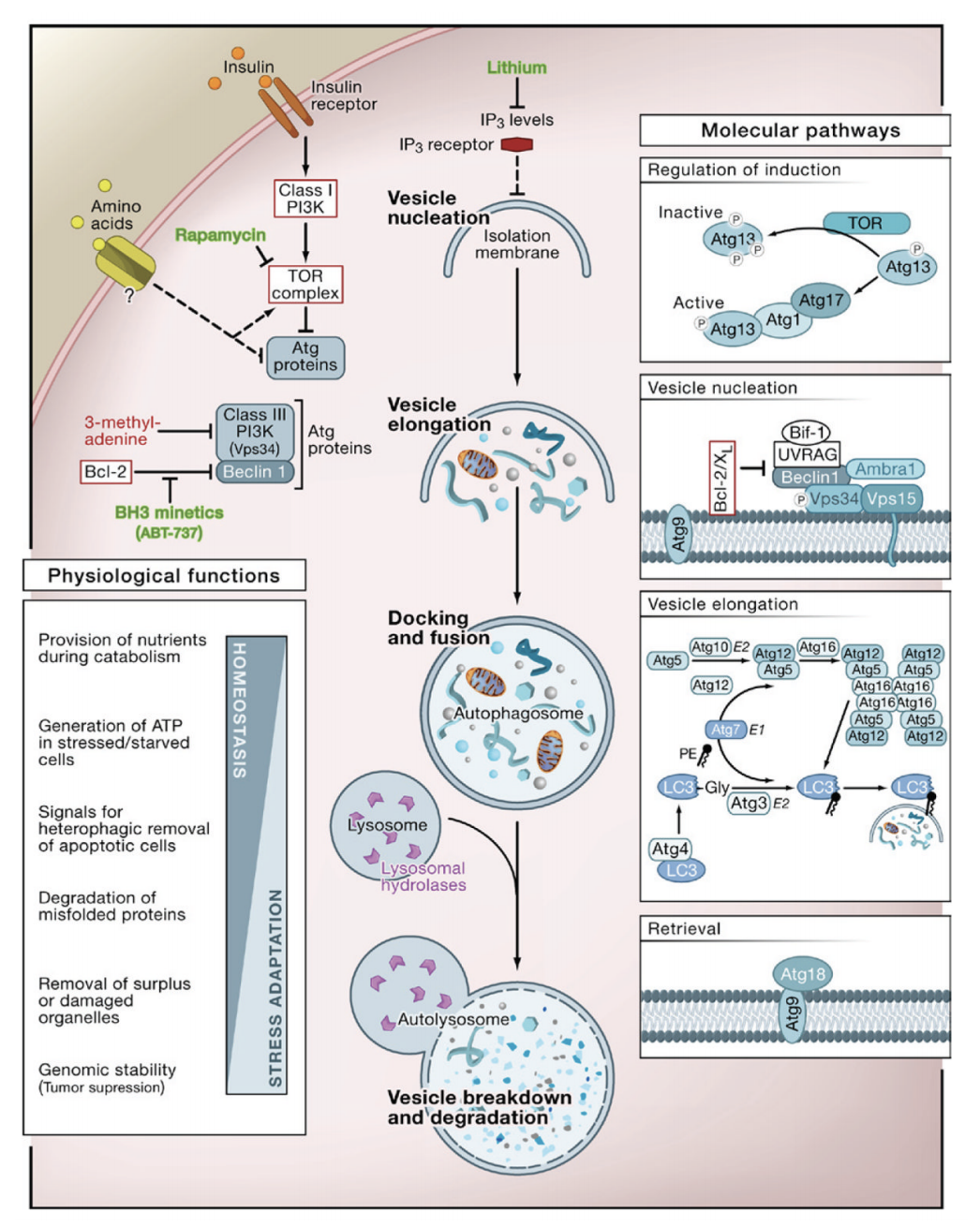  The Cellular, Molecular, and Physiological Aspects of Autophagy