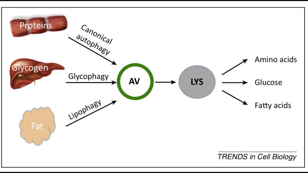 ramadan fasting autophagy