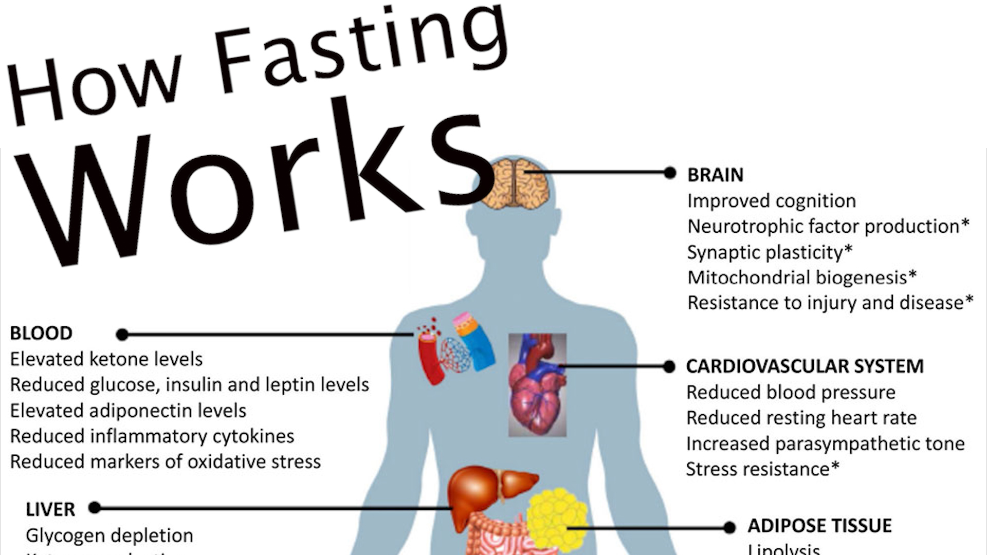 How Fasting Works IG 
