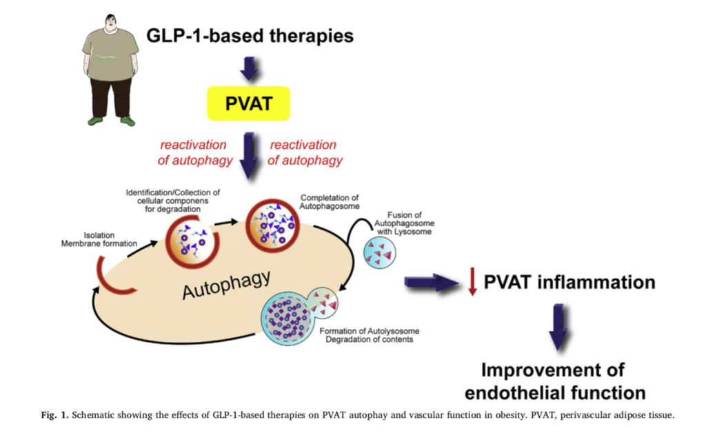 GLP-1-based therapies on PVAT autophay and vascular function in obesity. PVAT, perivascular adipose tissue.