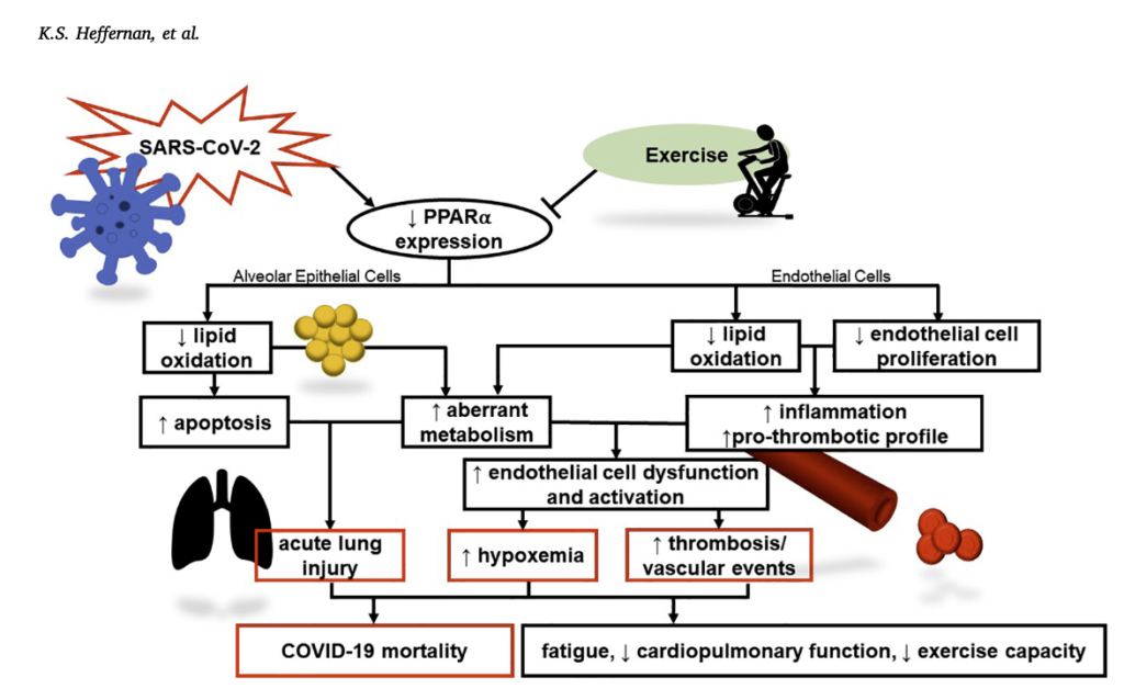 Exercise Is Essential Immune System Health Scientists Say Exercise Is Essential Immune System Health Scientists Say