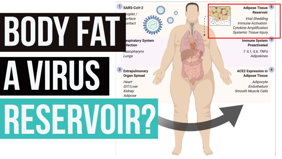 Body Fat as a Reservoir for Viral Spread, Immune Activation in Coronavirus Disease 2019