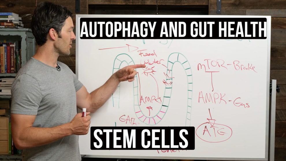 Fasting Autophagy and Gut Health